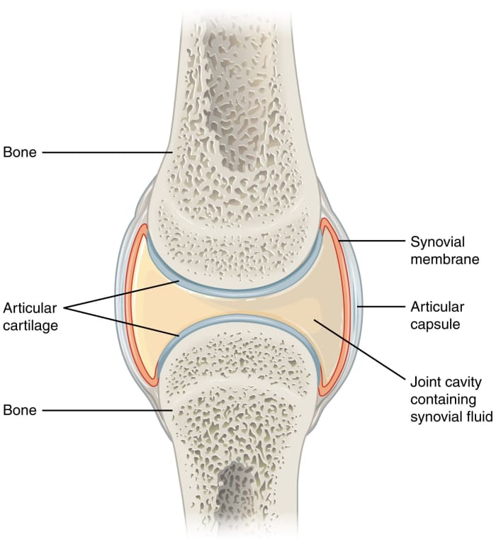 Structure of a synovial joint; the bones are held together by fibrous ligaments outside the joint capsule