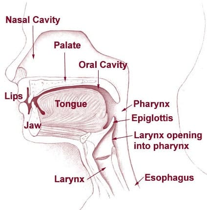 A brain freeze is believed to be triggered when something very cold touches the palate, or the roof of the mouth.