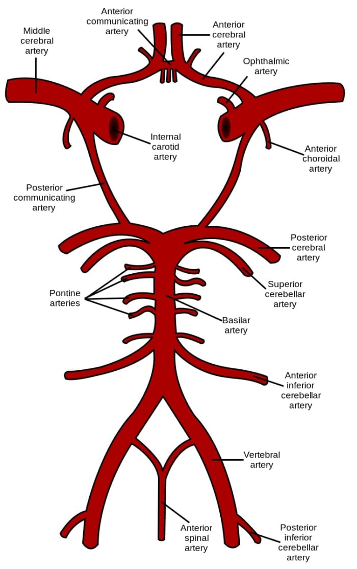 The anterior cerebral arteries form part a structure known as the Circle of Willis on the undersurface of the brain. (The vessels at the top of the diagram are positioned closer to the front of the brain's undersurface.)
