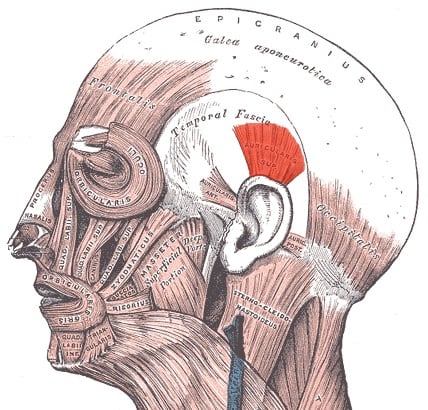 The superior auricular muscle is coloured red in this diagram. The anterior auricular muscle is in front of the ear flap, or auricle, and the posterior auricular muscle is behind it.