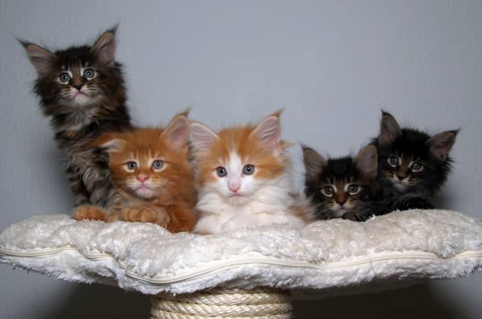 Don't be fooled by these cute kittens. They can produce 15.5% louder meows together than they could by themselves