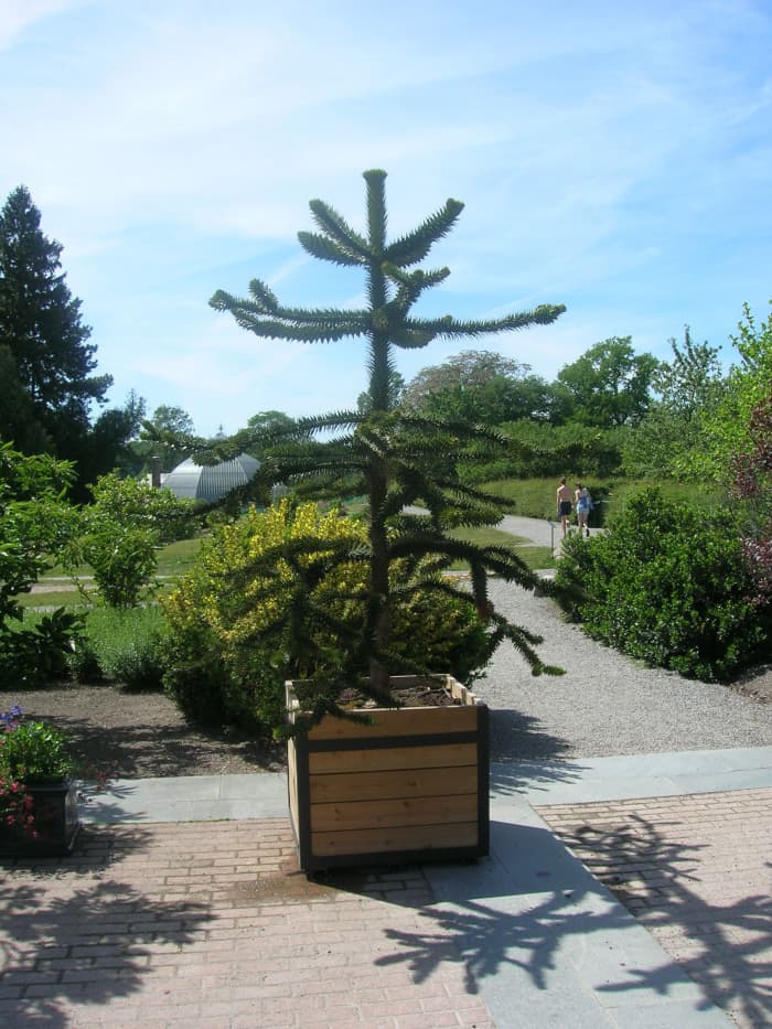 A very young monkey puzzle tree in a container, showing the branches arranged in whorls