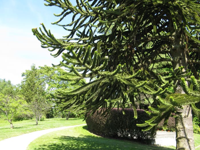 The branches of a monkey puzzle tree provide shade in the VanDusen Botanical Garden.in Vancouver