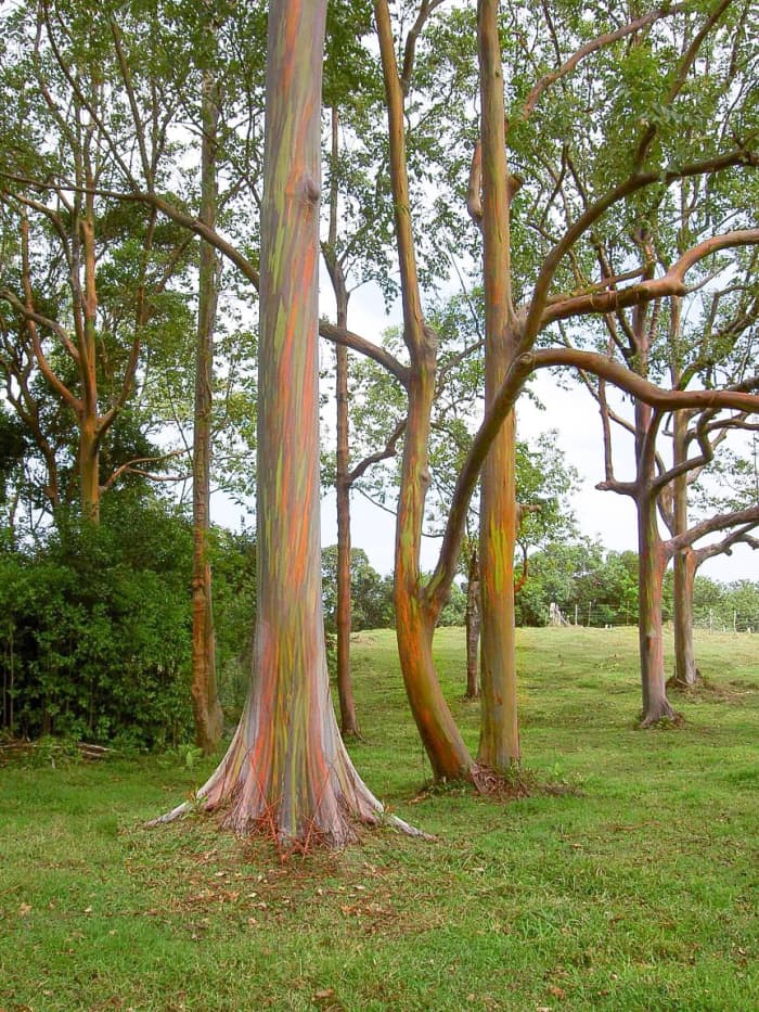 Rainbow Eucalyptus Unusual Tree With Multicoloured Trunk Owlcation