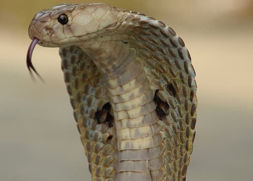 is-that-snake-venomous-a-guide-to-the-key-characteristics-of