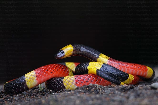 A venomous snake that doesn't even sport fangs - watch for the characteristic color pattern with red stripes touching yellow.