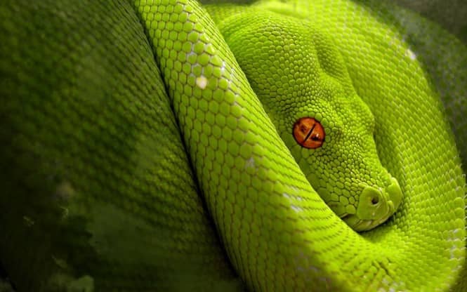 A non-venomous snake native to South America - this snake mimics many of the venomous characteristics discussed in this article.
