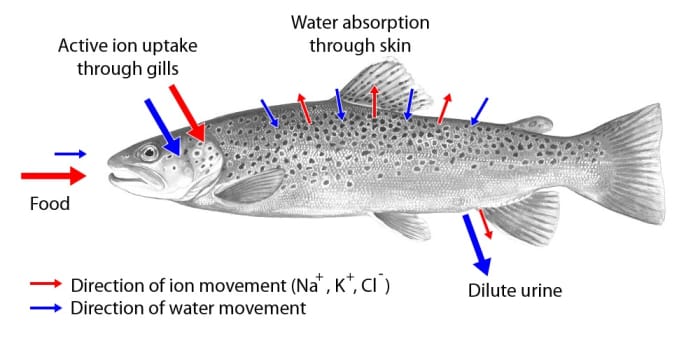 Movement of water and ions in a freshwater fish; once again, the arrows into and out of the skin are short due to the presence of scales and mucus