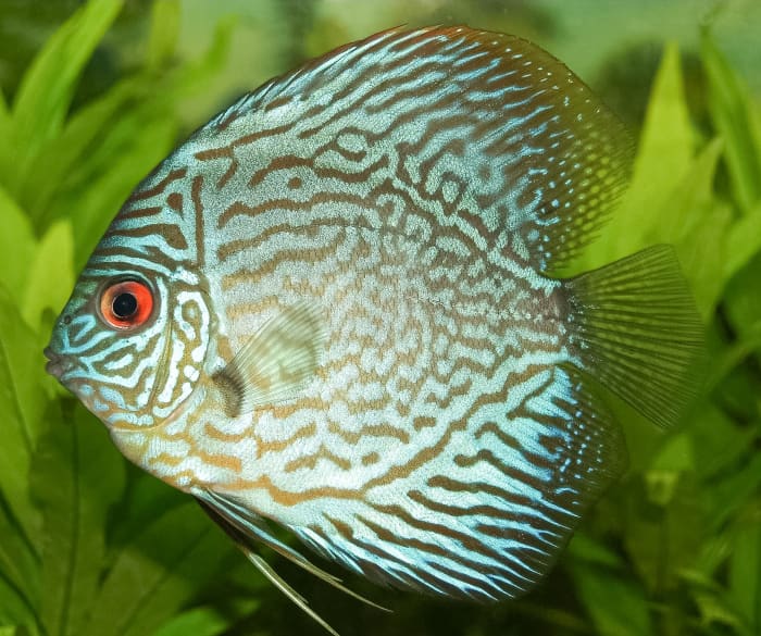 A blue discus fish, or Symphysodon aequifasciatus