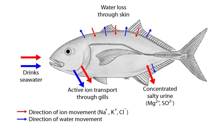 Movement of water and ions in a saltwater fish; the arrows into and out of the skin are short because the scales and mucus layer reduce the transport of materials
