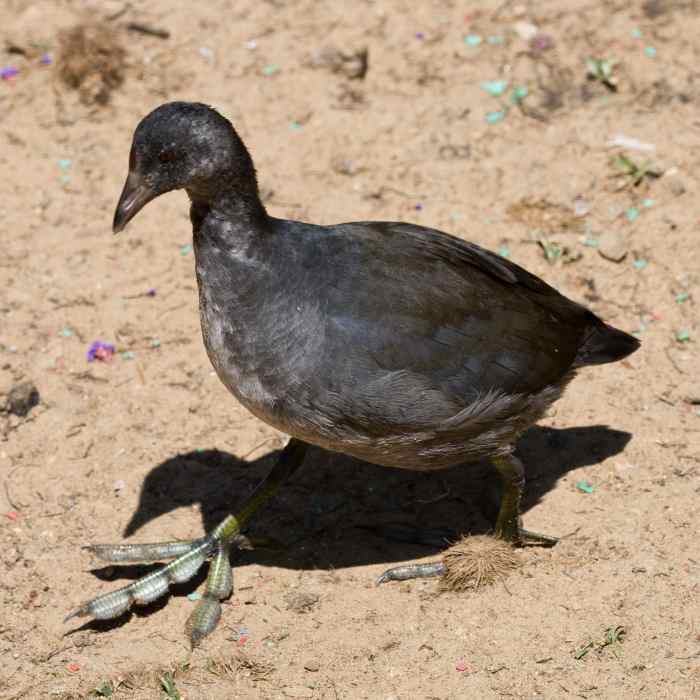 The American Coot Interesting Facts and Information Owlcation