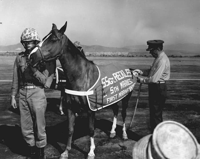 Sergeant Reckless' promotion to Marine Staff Sergeant in 1959 at Camp Pendleton, California. General Randolph M. C. Pate, Commandant of the Marine Corps tacks staff sergeant chevrons on her blanket.