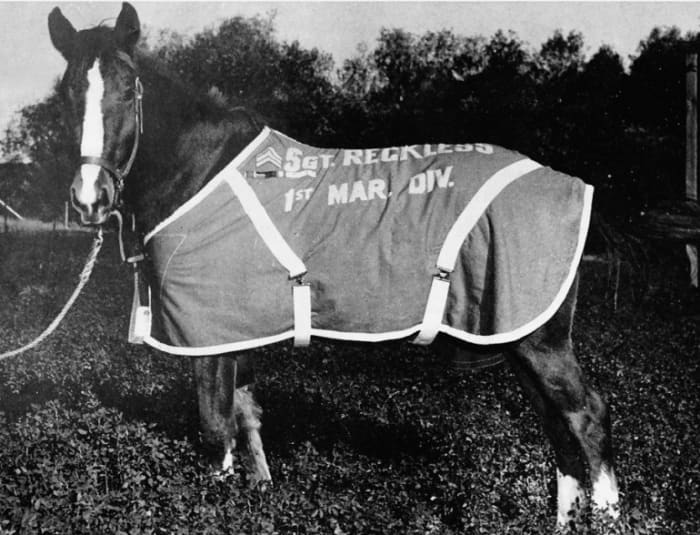 Sergeant Reckless in her red and gold horse blanket at Camp Pendleton, California (c. 1955)