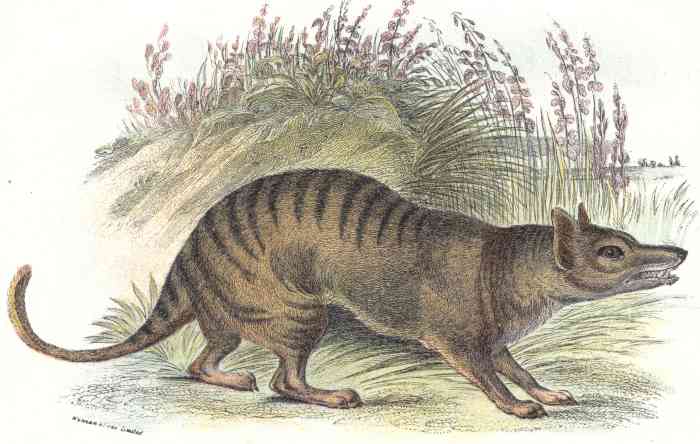 The Thylacine or "Tasmanian Wolf" is a well-known species that has gone extinct due to humans, with the last confirmed sighting in 1933