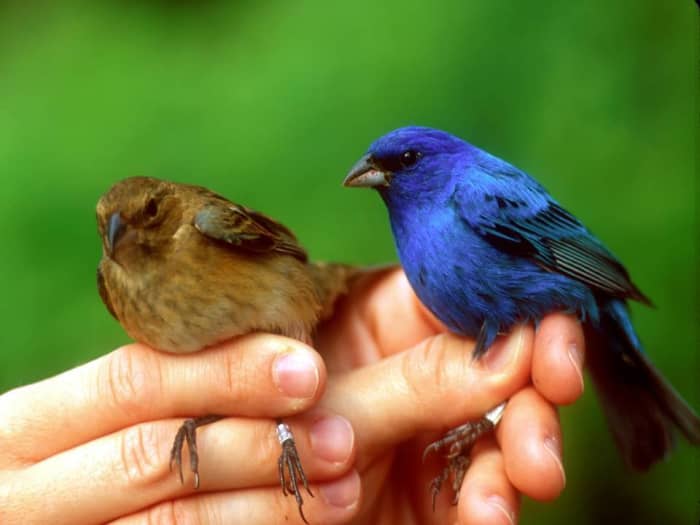 This wonderful photo is courtesy of Sandusky County Park District. Take note that the female on the left has the slightest amount of powder blue on her shoulder.