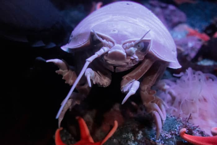 Anything that looks like a rolly poly but is several feet long can't help but be incredibly creepy.