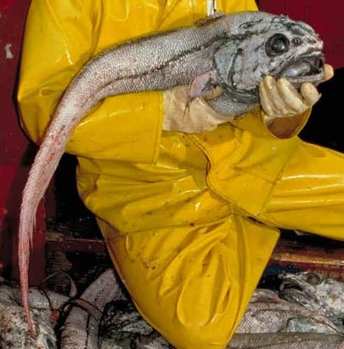 I hope this scientist from the U.S. National Oceanic and Atmospheric Administration was wearing a nose plug while handling this giant grenadier!