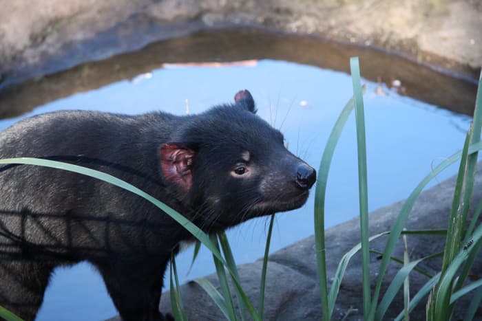 An animal in the Australian Reptile Park