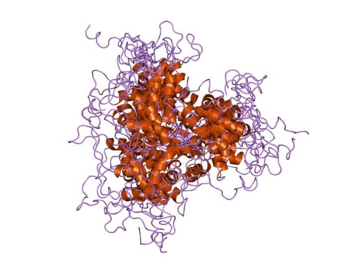 A forkhead DNA-binding domain