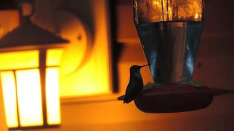 Orange bulbs dot Delphi until the murderer of Abby and Libby is found. Source: Facebook Light Up for Abby and Libby.