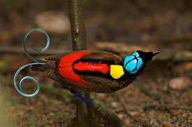 The Bird of Paradise bears unique feather, in color and shape. Some feathers spiral at the ends, appearing like curled wire.