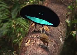 Birds-of-Paradise Facts - Owlcation