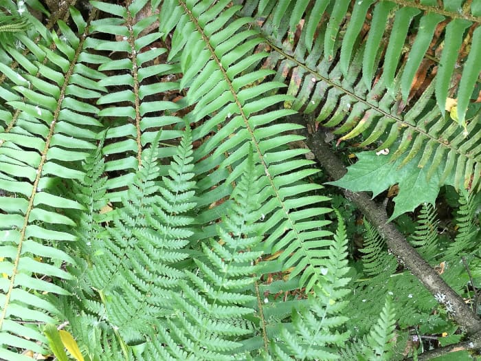 Western sword fern covered by fronds of lady fern (Athyrium felix-femina), which is another native plant in my area