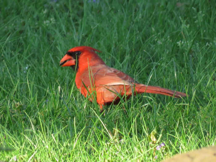 How to Attract Cardinals to Your Garden or Yard Owlcation