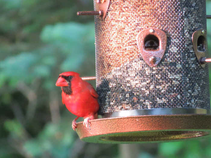 How to Attract Cardinals to Your Garden or Yard Owlcation