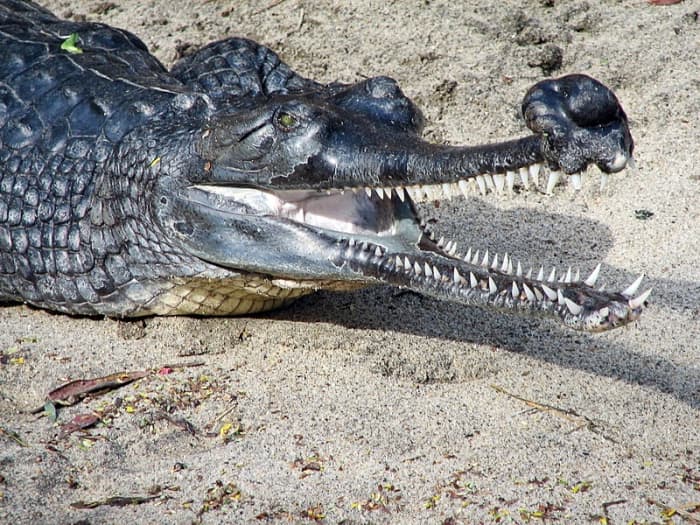 A male gharial at the San Diego Zoo