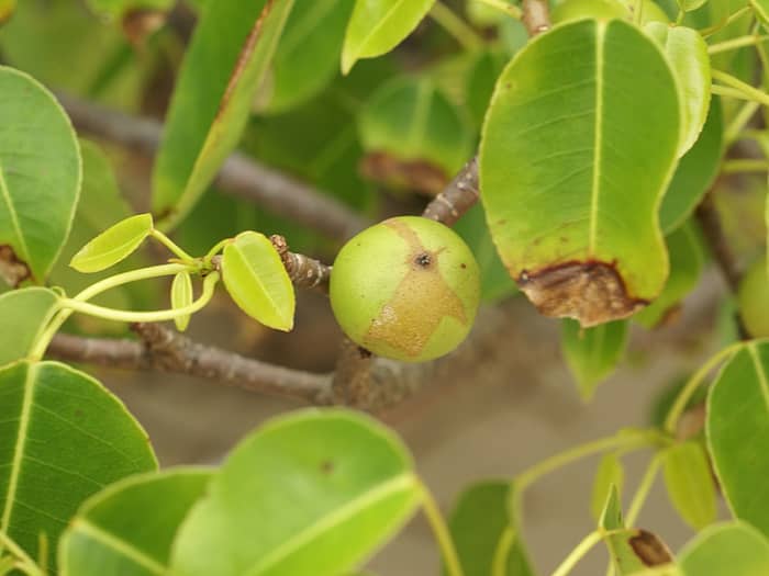 The Manchineel fruit is juicy and tasty. It resembles a little apple, but Beware! One bite can be fatal.