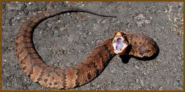 When the residents of Houston and the surrounding cities came home after the waters receded, some of them found unwanted houseguests like this water moccasin waiting for them.