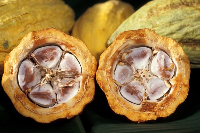 Cocoa beans in a pod