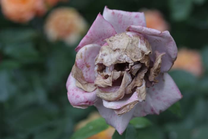 Eerie looking flower, but it is just pareidolia and if seen from a different angle it would look entirely normal.