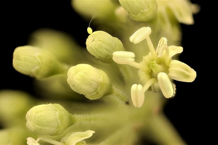 A close-up view of a devil's walking stick flower