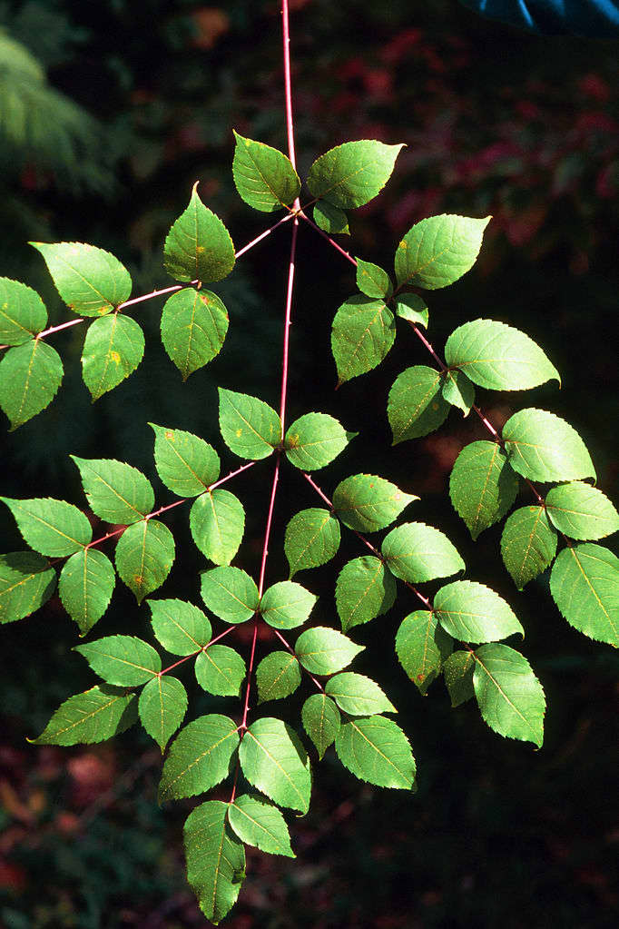 The spines can be seen on the leaf stems of this devil's walking stick.