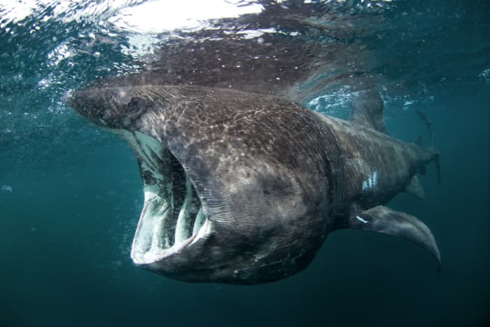 The Basking shark, is one of three plankton-eating sharks, and are completely harmless to humans, and actively non-aggressive.