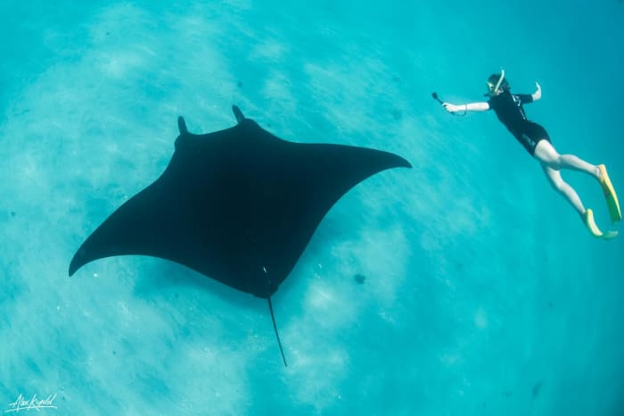 The Manta Ray is harmless to humans although they belong to the same group as sharks with their cartilaginous skeletons.