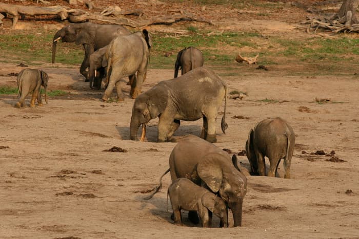 Forest elephants obtaining water and minerals
