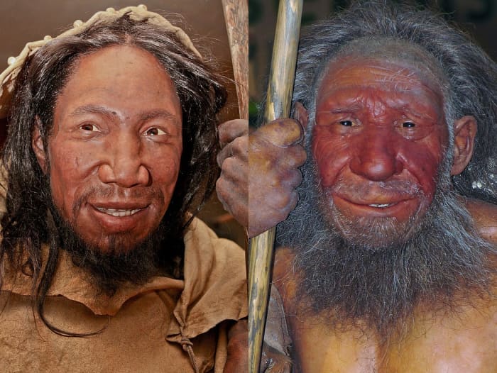 Homo sapiens (left) and homo neanderthalensis as they might have looked when they co-existed in Europe.