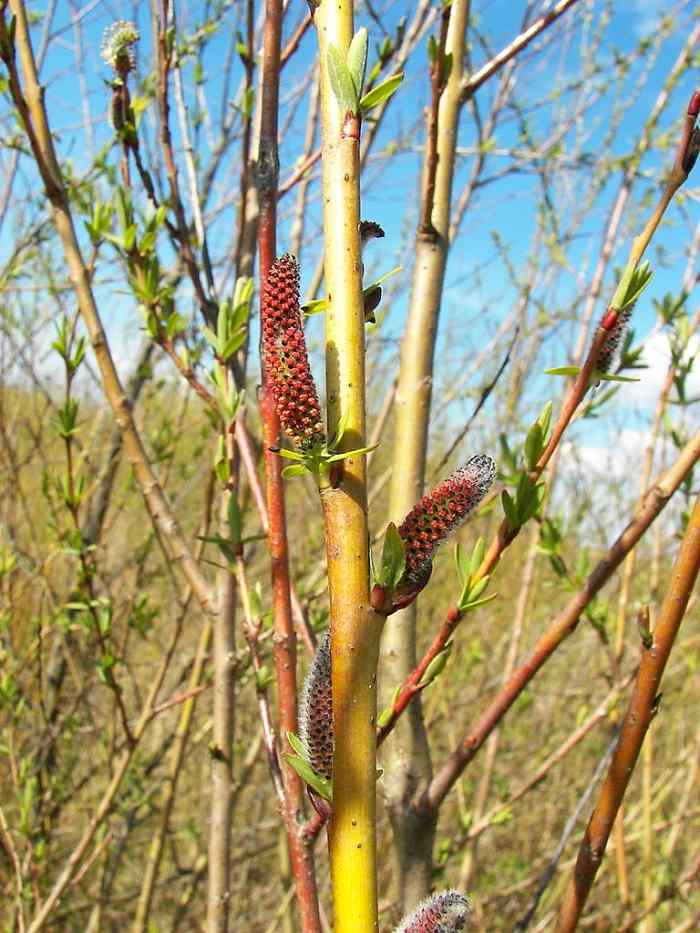 Willow Trees and Shrubs Interesting and Useful Plants Owlcation