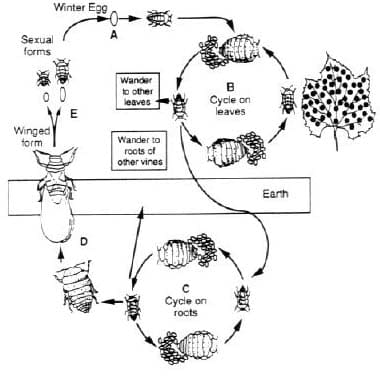 Phylloxera Infestations in Grape Vineyards - Owlcation