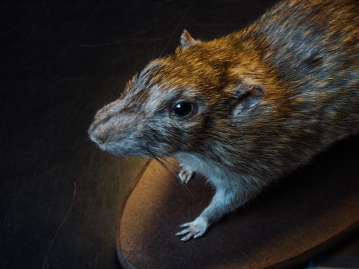 By comparing Antonio to a rat, Shylock equates the worth of Antonio's life to be that of a rat's, dehumanizing himself as he sees no value in another human being's welfare.