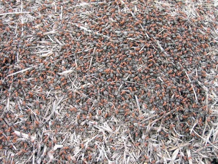 Ants are the most populous animals on the planet. They started breeding in vast number 50 million years ago.