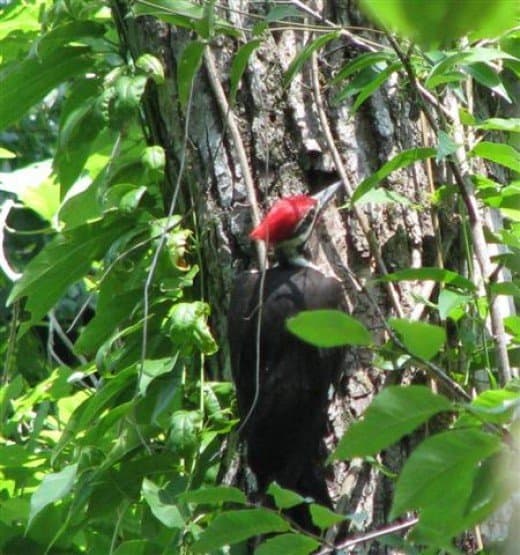 Pileated woodpeckers are large birds which are a match for rat snakes.