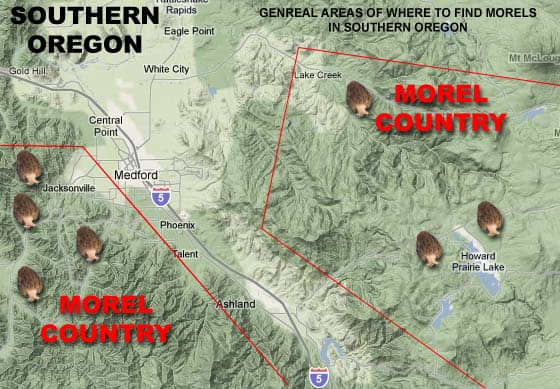 A Guide to Mushroom Hunting for Morels in Southern Oregon - Owlcation