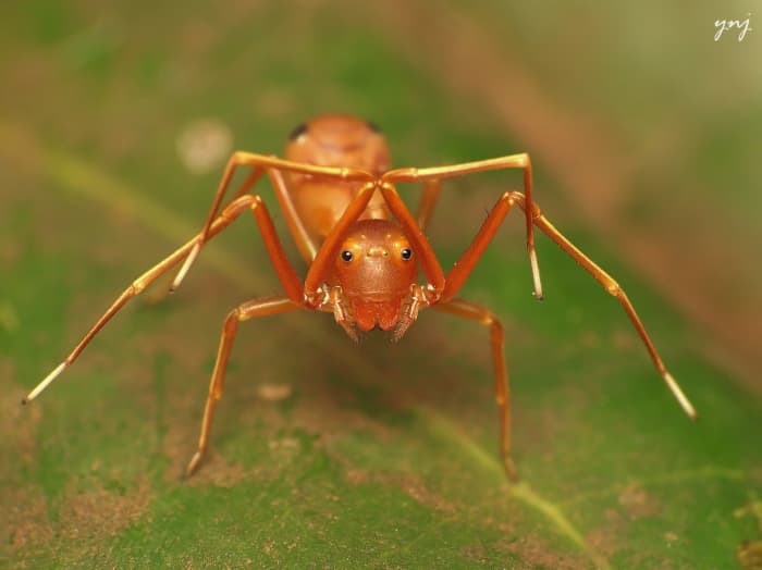 An ant mimicking a jumping spider