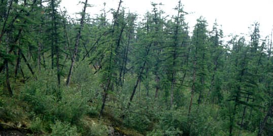 A "drunken forest." The chaotically leaning trees result from the melting of the permafrost, which formerly stabilized the root systems. Image courtesy John Ranson, NASA, and Wikipedia.