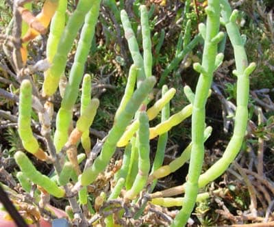 Salicornia, a "halophyte"--a salt-loving plant whose conversion to biofuel is being currently developed. Image courtesy Sci.SDSU.edu.