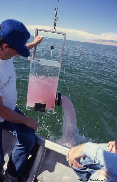 Purple sulfur-producing bacteria from Utah's Great Salt Lake. Similar marine species could create sufficient hydrogen sulfide gas to cause massive extinctions--and may have done so in the distant past. Image courtesy Wayne Wurtsbaugh and ASLO.